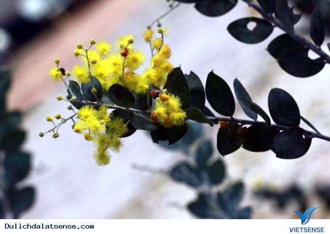 Vẻ Đẹp Đà Lạt Đầy Sức Sống Mùa Hoa Mimosa - Ảnh 2