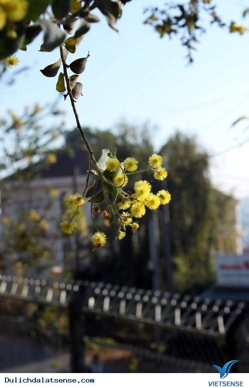 Vẻ Đẹp Đà Lạt Đầy Sức Sống Mùa Hoa Mimosa - Ảnh 4