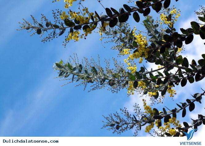 Vẻ Đẹp Đà Lạt Đầy Sức Sống Mùa Hoa Mimosa - Ảnh 3