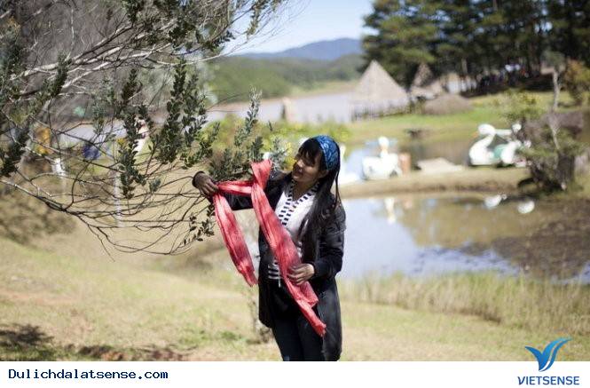 Vẻ Đẹp Đà Lạt Đầy Sức Sống Mùa Hoa Mimosa - Ảnh 7