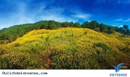 Vẻ Đẹp Giản Dị Của Đà Lạt Những Ngày Cuối Năm - Ảnh 6