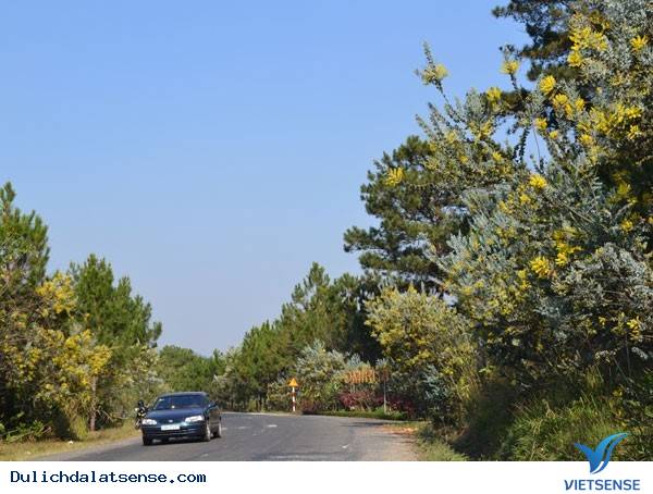 Vẻ Đẹp Giản Dị Của Đà Lạt Những Ngày Cuối Năm - Ảnh 7