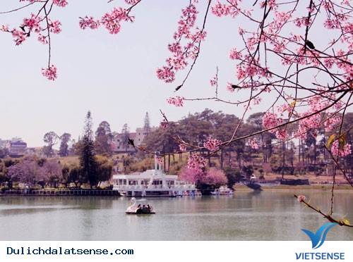 Vẻ Đẹp Giản Dị Của Đà Lạt Những Ngày Cuối Năm - Ảnh 10