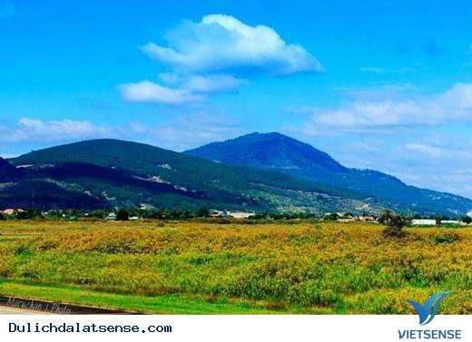 Vẻ Đẹp Giản Dị Của Đà Lạt Những Ngày Cuối Năm - Ảnh 5