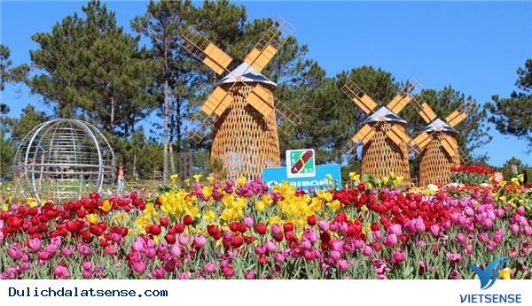 Vẻ Đẹp Giản Dị Của Đà Lạt Những Ngày Cuối Năm - Ảnh 8