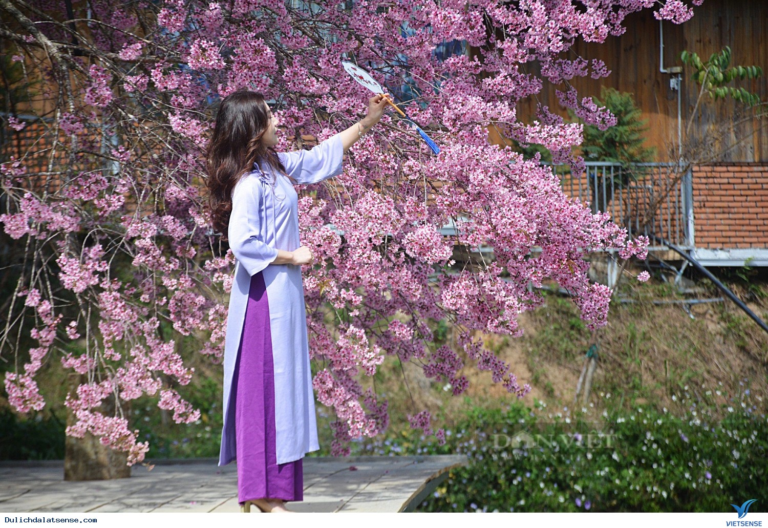 Các con đường ngắm hoa mai anh đào đẹp nhất - Ảnh 1 Các con đường ngắm hoa mai anh đào đẹp nhất - Ảnh 1