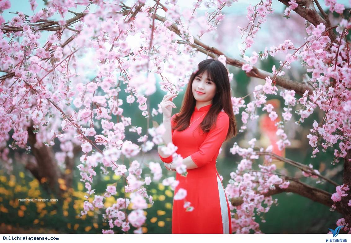 Loài hoa chỉ nở vào mùa xuân - Ảnh 2 Loài hoa chỉ nở vào mùa xuân - Ảnh 2