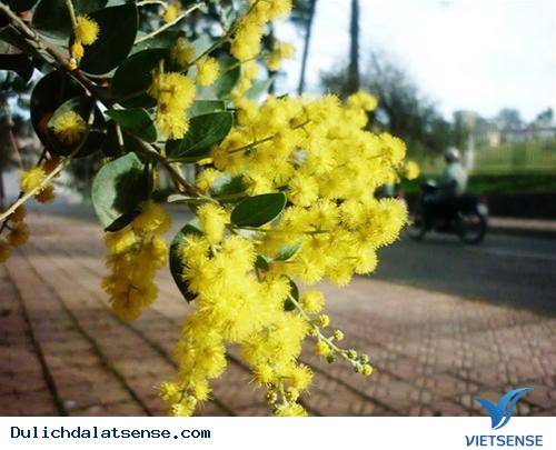 Vẻ Đẹp Hoa Minosa Đà Lạt - Được Đặt Tên Cho Một Con Đèo - Ảnh 2 Vẻ Đẹp Hoa Minosa Đà Lạt - Được Đặt Tên Cho Một Con Đèo - Ảnh 2