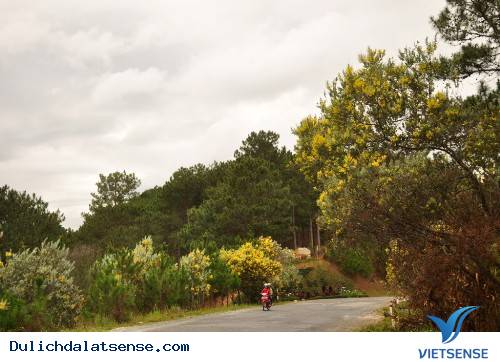 Vẻ Đẹp Hoa Minosa Đà Lạt - Được Đặt Tên Cho Một Con Đèo - Ảnh 3 Vẻ Đẹp Hoa Minosa Đà Lạt - Được Đặt Tên Cho Một Con Đèo - Ảnh 3