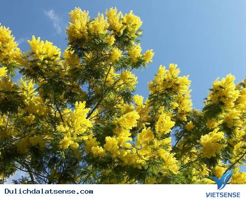 Vẻ Đẹp Hoa Minosa Đà Lạt - Được Đặt Tên Cho Một Con Đèo - Ảnh 1 Vẻ Đẹp Hoa Minosa Đà Lạt - Được Đặt Tên Cho Một Con Đèo - Ảnh 1