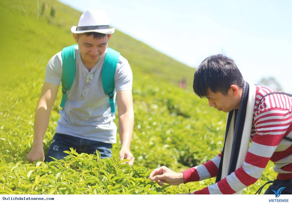 Vẻ Đẹp Mùa Hè Đà Lạt Và Những Điều Thú Vị Bất Ngờ6 Vẻ Đẹp Mùa Hè Đà Lạt Và Những Điều Thú Vị Bất Ngờ