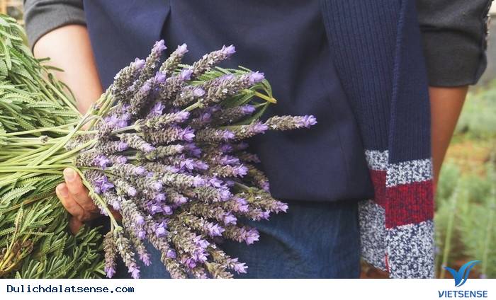 Vườn hoa oải hương đẹp đến mê hồn ở Đà Lạt - Ảnh 5 Vườn hoa oải hương đẹp đến mê hồn ở Đà Lạt - Ảnh 5