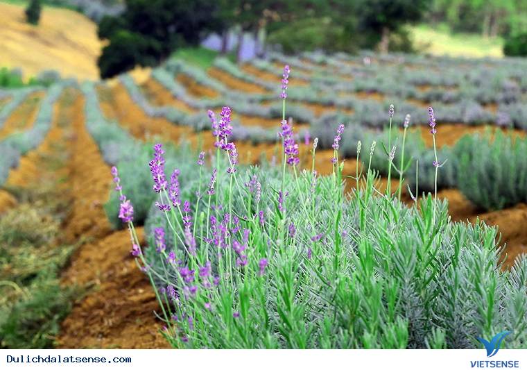 Vườn hoa oải hương đẹp đến mê hồn ở Đà Lạt - Ảnh 3 Vườn hoa oải hương đẹp đến mê hồn ở Đà Lạt - Ảnh 3