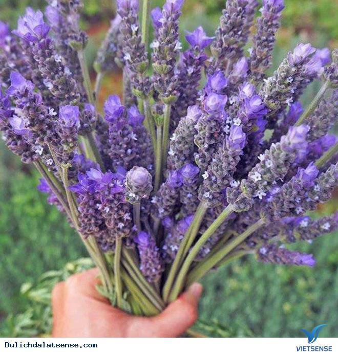 Vườn hoa oải hương đẹp đến mê hồn ở Đà Lạt - Ảnh 4 Vườn hoa oải hương đẹp đến mê hồn ở Đà Lạt - Ảnh 4