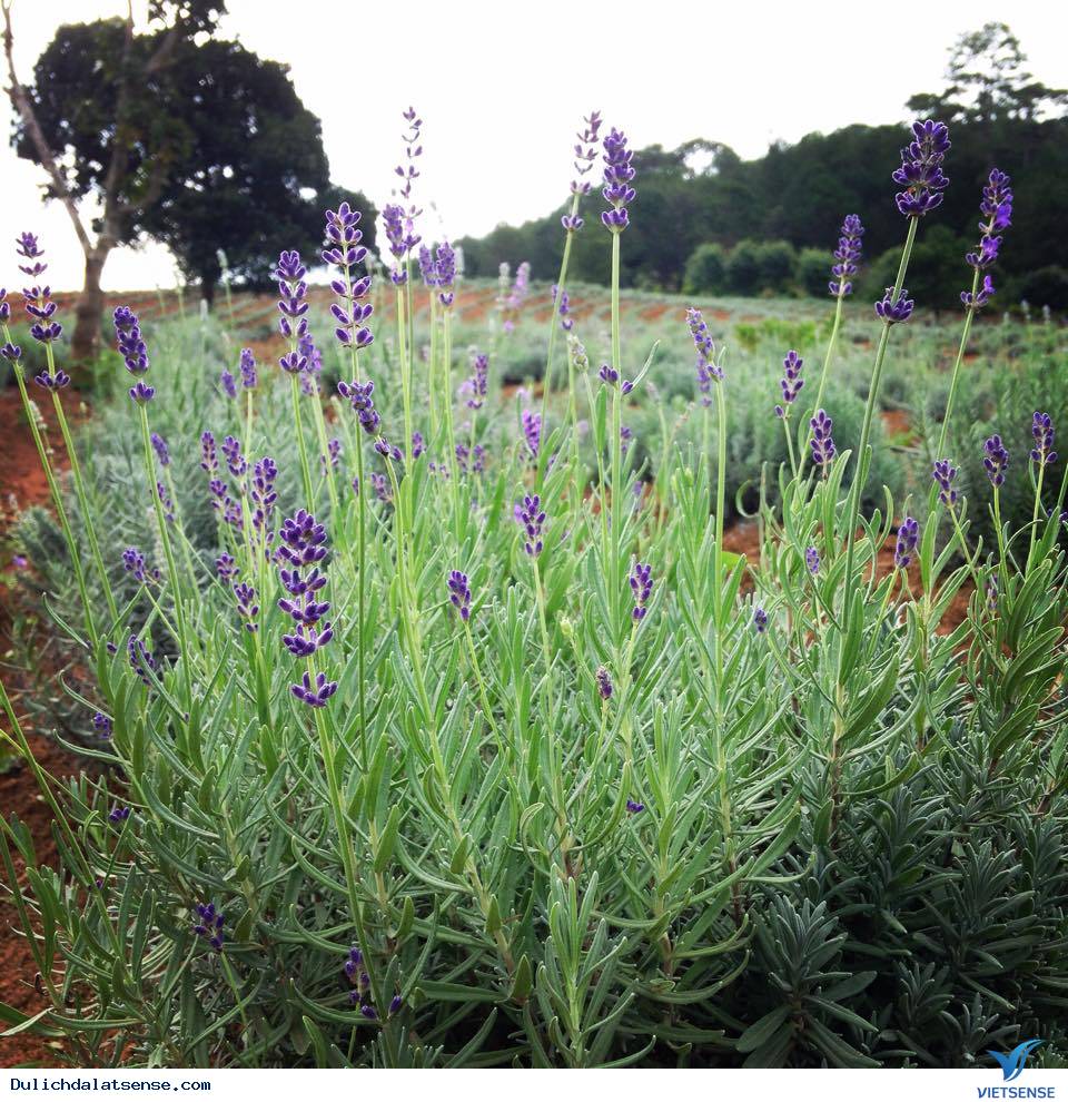 Vườn hoa oải hương đẹp đến mê hồn ở Đà Lạt - Ảnh 1 Vườn hoa oải hương đẹp đến mê hồn ở Đà Lạt - Ảnh 1