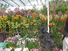 Vườn Hoa Thành Phố Đà Lạt – Trung Tâm Của Một Hoạt Động Sự Kiện - Ảnh 5 Vườn Hoa Thành Phố Đà Lạt – Trung Tâm Của Một Hoạt Động Sự Kiện - Ảnh 5